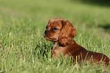CAVALIER KING CHARLES 718